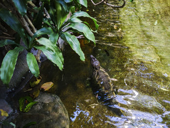 High angle view of turtle swimming in river