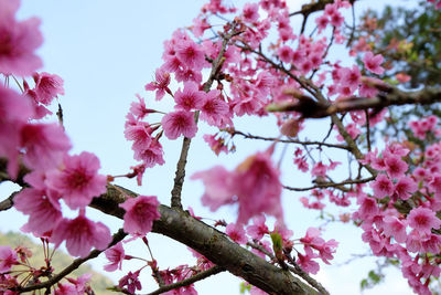 Low angle view of pink cherry blossoms in spring