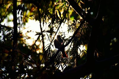 Bird perching on branch