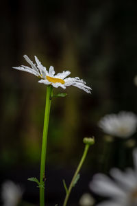 Close-up of white flowering plant