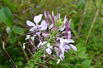 Close-up of purple flowers blooming outdoors