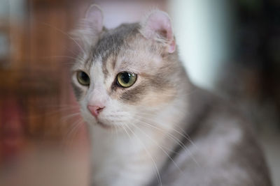 pet
