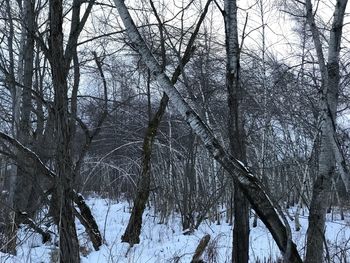 Bare trees in forest during winter