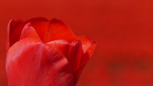 Close-up of red tulip against red background 