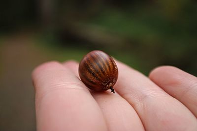 Close-up of hand holding small