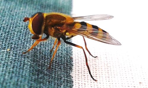 Close-up of bee pollinating on flower