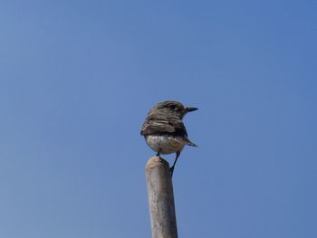 Low angle view of bird perching on wooden post against sky