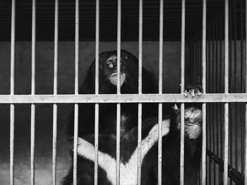 Portrait of monkey in cage at zoo