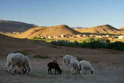 Sheep grazing on landscape against clear sky