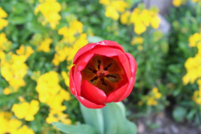 Close-up of yellow flower