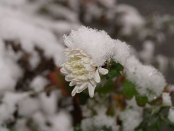 Close-up of white flower