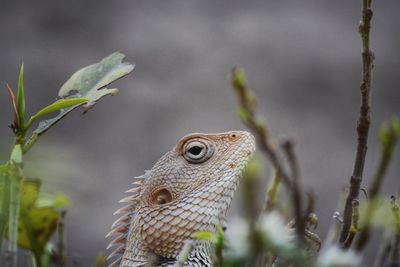 Close-up of a lizard