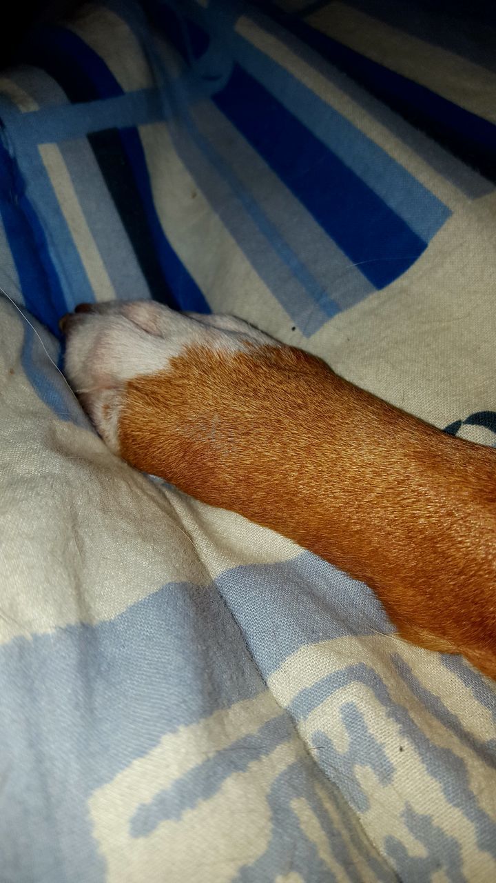 CLOSE-UP OF DOG SLEEPING IN BED