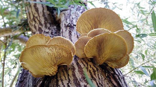 Low angle view of funguses growing on tree trunk