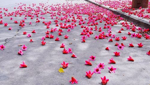 High angle view of fallen pink flowers on street