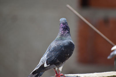 Close-up of pigeon perching