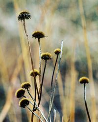 Close-up of plant against blurred background