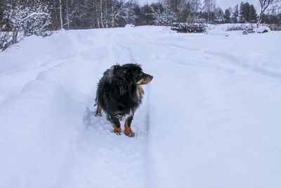 Dog running on snow covered land