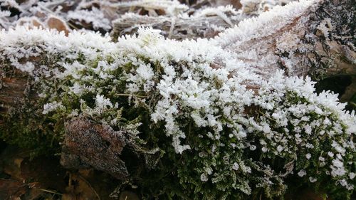 Close-up of flower tree