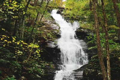 Scenic view of waterfall in forest