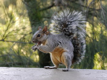 Monkey on tree trunk