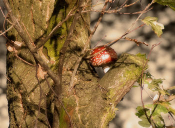 Close-up of red berries on tree