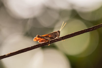 Close-up of insect on twig