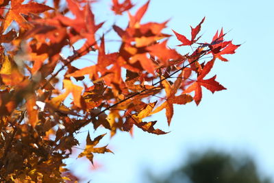 Low angle view of maple leaves on tree