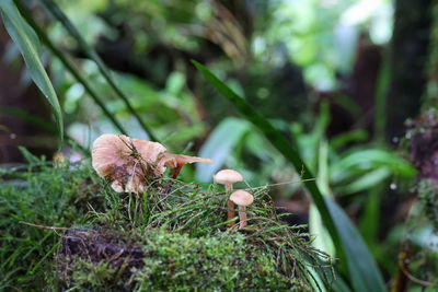 Close-up of mushroom growing on field