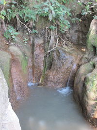 Narrow stream along trees in forest