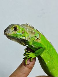 Close-up of iguana green columbia on my hand
