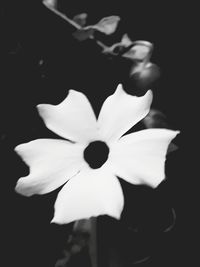 Close-up of white rose against black background