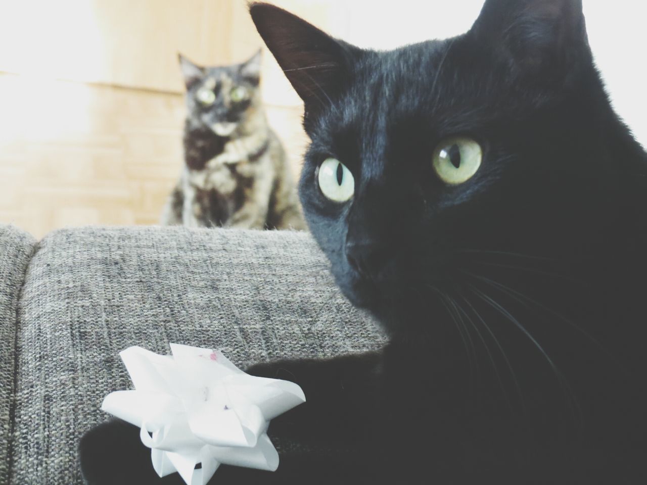 domestic cat, pets, domestic animals, cat, animal themes, one animal, feline, mammal, whisker, looking at camera, portrait, close-up, black color, indoors, focus on foreground, white color, sitting, alertness, no people, staring