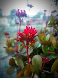 Close-up of red flowers blooming outdoors