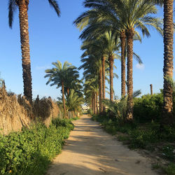 Palm trees against clear sky