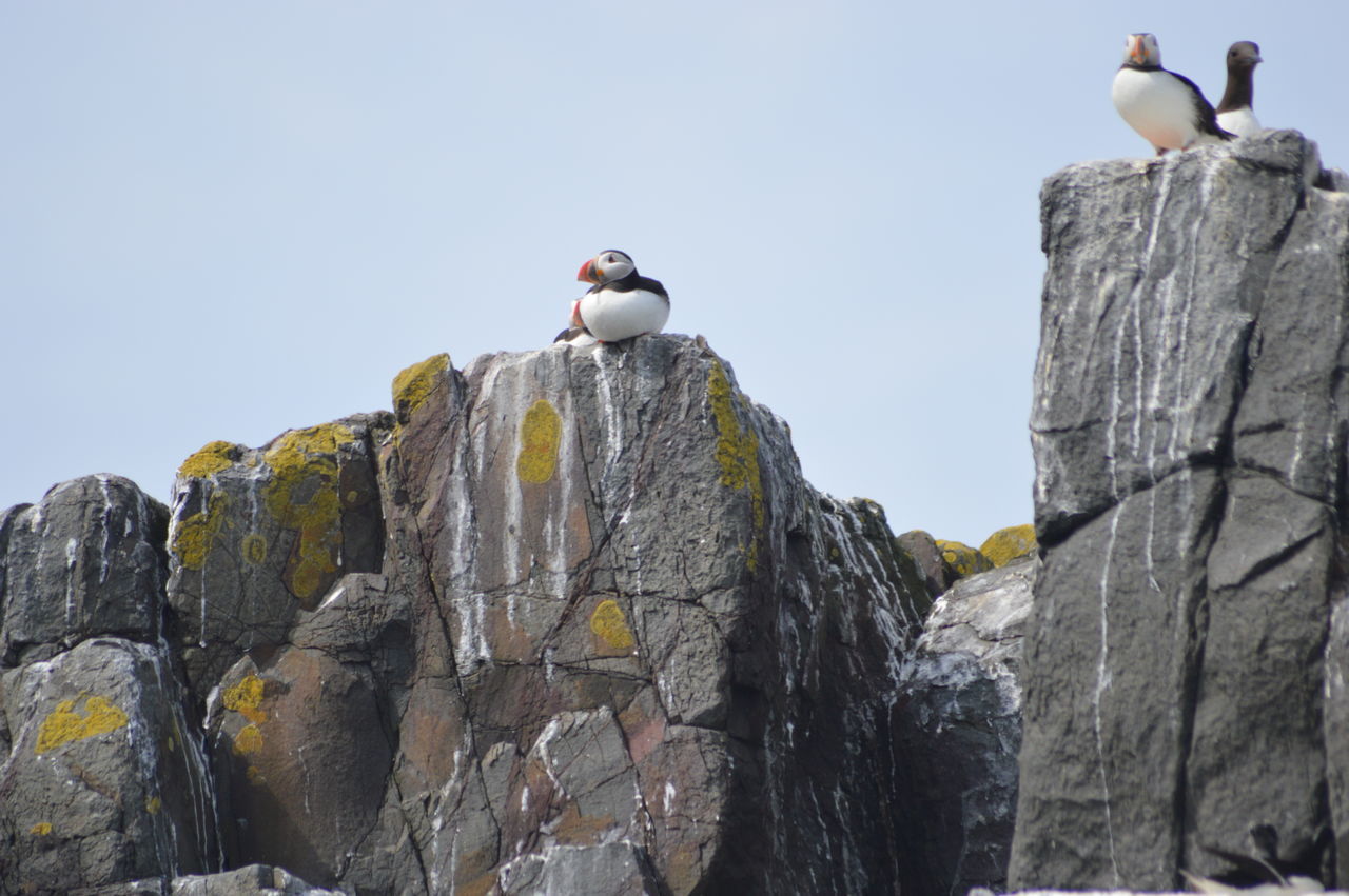 LOW ANGLE VIEW OF BIRDS ON ROCK