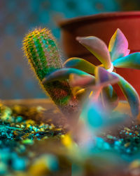 Close-up of potted cactus plant