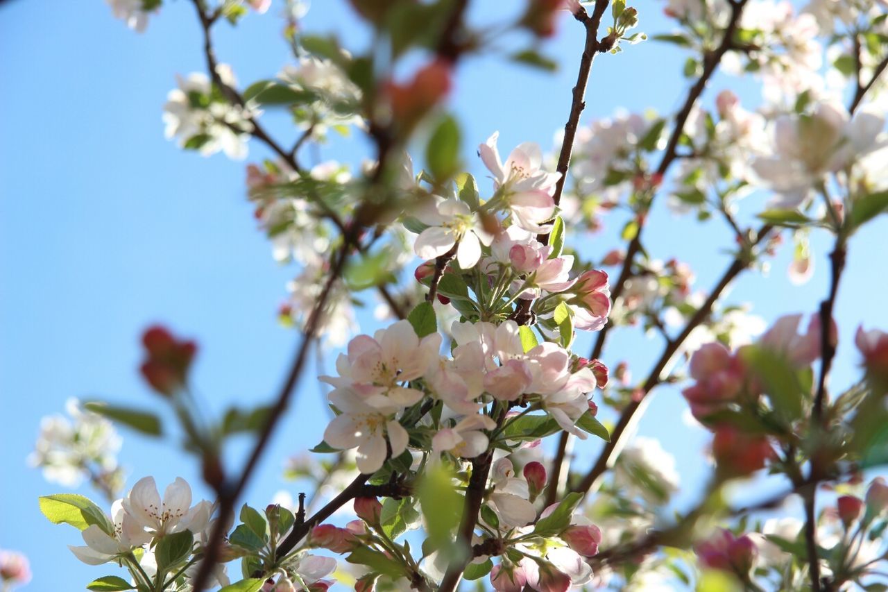 flower, freshness, branch, growth, tree, fragility, beauty in nature, nature, blossom, focus on foreground, low angle view, close-up, cherry blossom, petal, twig, white color, cherry tree, blooming, in bloom, springtime