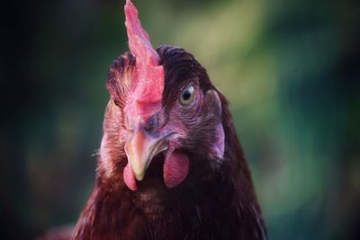 Close-up of a bird