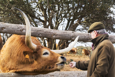 Senior man feeding cow at field