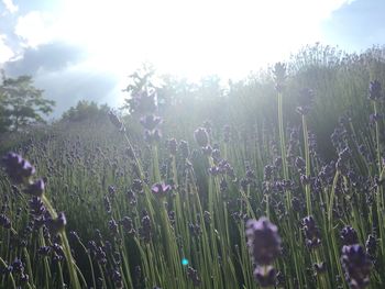 Purple flowering plants on field against sky