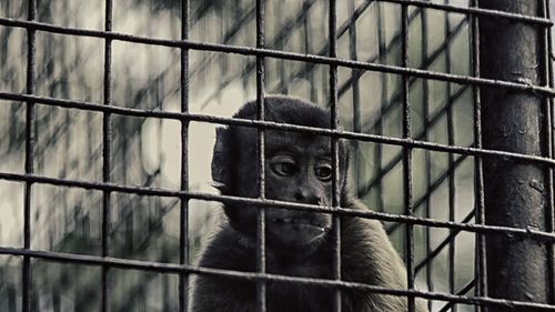 Close-up of monkey in cage at zoo