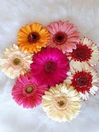 High angle view of pink daisy flowers