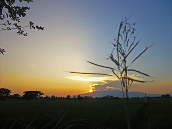 Scenic view of sunset over field