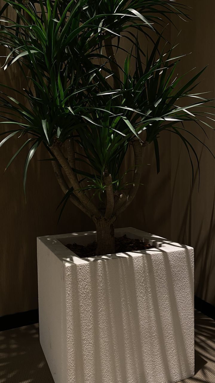 CLOSE-UP OF POTTED PLANT ON TABLE AGAINST WALL