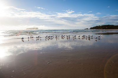 Flock of birds on beach