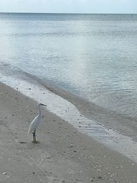 View of seagulls on beach