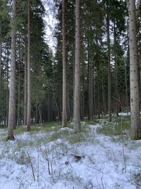 Trees in forest during winter