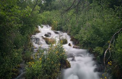 Scenic view of waterfall in forest