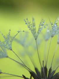 Close-up of plant